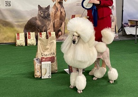 Выставка собак от клуба Лэсси