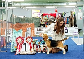 Выставки собак от клубов «Коралл» и «Красный маяк»