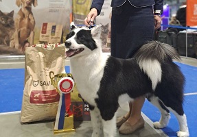 Выставка «Город собак+Мир кошек»